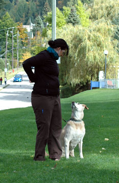 Dog Training in Nelson BC