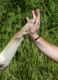 Dog Trainer in Nelson BC